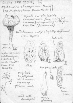 Vorschaubild Nectandra elaiophora Barb. Rodr.